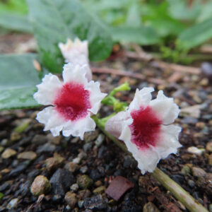 地面に咲くサオトメカズラの花を接写した写真、白い花びらと鮮やかな赤い中心が2輪並ぶ