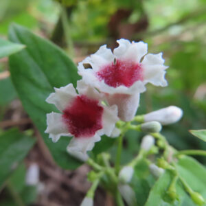 サオトメカズラの花を接写した写真、白い花弁と深紅の中心が2輪並び、周囲には蕾と緑の葉が見える