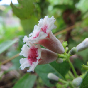 サオトメカズラの花を横から撮影した写真、白い花弁と赤紫色の中心を持つ花が2輪並び、周囲に蕾と緑の葉が見える