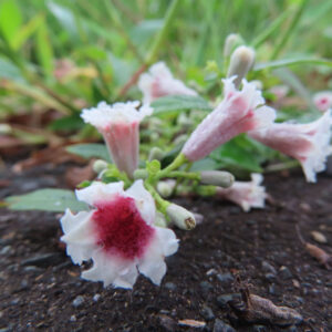 地面に咲くサオトメカズラの花を接写した写真、白い花弁と赤紫色の中心が印象的に映る