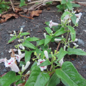 サオトメカズラの群生を撮影した写真、白い筒状の蕾と赤紫色の中心を持つ花が地面に広がる
