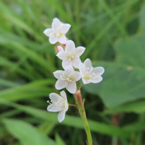 シロバナサクラタデの白い小花が咲く野草の接写写真｜緑の中に映える繊細な花