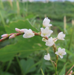 シロバナサクラタデの白い小花と蕾が弓なりに並ぶ接写写真｜緑の野草背景