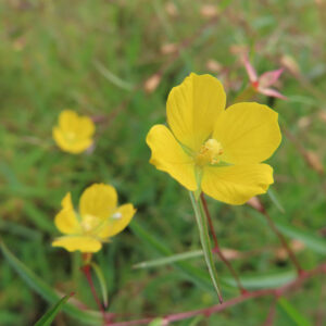 ヒレタゴボウの黄色い花を前景に捉えた写真｜細い茎の先に咲く一輪を主役に、背景にぼけた複数の花が広がる自然な野原の構図