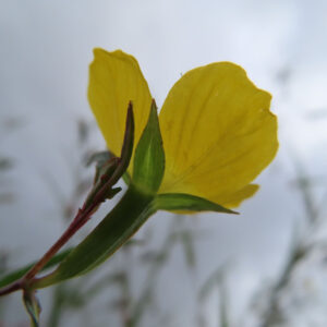 ヒレタゴボウの黄色い花を横から捉えた接写写真。細長い茎と萼に支えられた花弁が透けるように広がり、背景はやわらかくぼかされた自然環境。