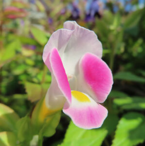 横から見たトレニアの花のアップ写真｜ピンクと白の花弁に黄色の模様が映える夏の花