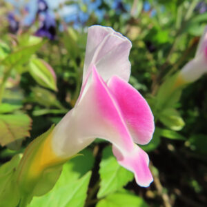横向きに咲くトレニアの花の写真｜ピンクと白の花弁が美しい夏の花