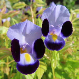 紫と黄色の模様が鮮やかなトレニアの花のアップ写真｜2輪並んで咲く夏の花