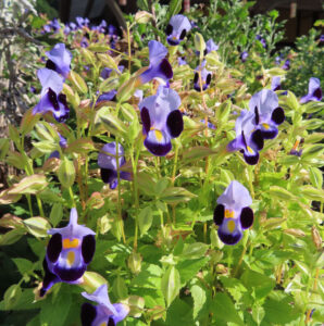 紫色のトレニアが群生して咲く写真｜黄色の模様がアクセントの夏の花