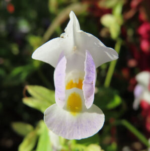 白いトレニアの花のアップ写真｜淡い紫と黄色の模様が可愛い夏の花