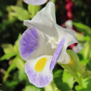 白と紫の模様が可愛いトレニアのアップ写真｜黄色の差し色が映える夏の花