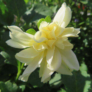 淡い黄色のダリアの花をアップで撮影した写真｜日差しを受けて輝く優しい花びらが美しい