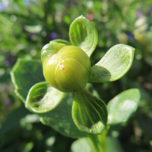 ダリアの蕾をアップで撮影した写真｜瑞々しい緑色の花芽が丸く膨らむ初夏の姿