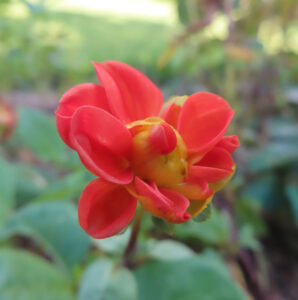 赤いダリアの蕾をアップで撮影した写真｜開花前の花びらが可愛らしい夏の花