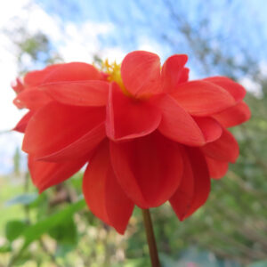 青空を背景に赤いダリアの花をアップで撮影した写真｜光に映える鮮やかな花びらが美しい