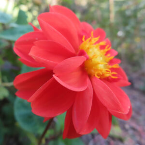 赤いダリアの花を横向きにアップで撮影した写真｜鮮やかな花びらと黄色い花芯が輝く夏の花