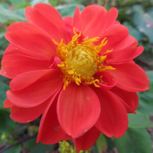 赤いダリアの花を真上からアップで撮影した写真｜鮮やかな花びらと黄色い花芯が美しい夏の花