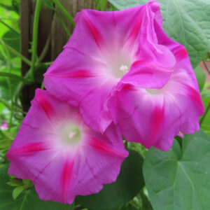 並んで咲く鮮やかなピンク色のノアサガオの花のクローズアップ写真