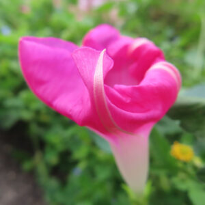 ノアサガオの花が咲き始めて鮮やかなピンク色の花弁が開きかけている写真