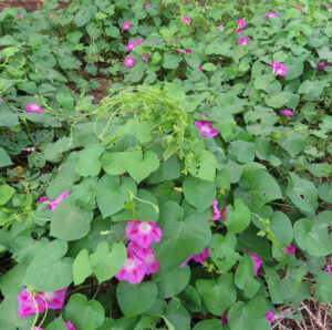 地面一面に広がるノアサガオのつるとピンク色の花を捉えた群生写真