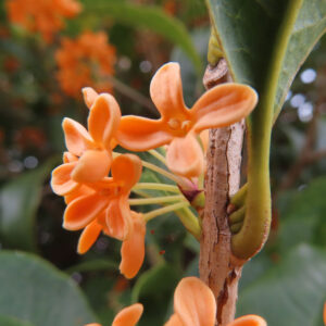 日本の秋に咲くキンモクセイの橙色の花が幹の節元付近で開花している様子をクローズアップ撮影した写真