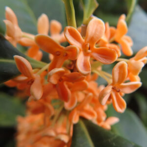 日本の秋に咲くキンモクセイの橙色の花が密集して咲き揃った花房をクローズアップ撮影した写真
