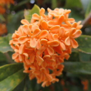 日本の秋にキンモクセイが橙色の花を丸く密集させて咲いている接写写真