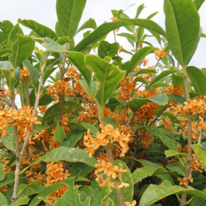 日本の秋にキンモクセイが橙色の花をたくさん咲かせて茂っている全体写真