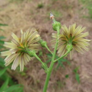 アキノノゲシの花を横後方から捉えた写真。淡黄色の舌状花が広がり、花裏の緑色の総苞片と赤紫の縁取り、分枝した茎と蕾の様子が分かる秋の野草。