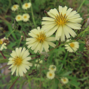 アキノノゲシの淡い黄色の花が群生して咲く様子を捉えた写真。細長い舌状花と黄色い花芯が特徴で、野草らしい自然な背景の中に複数の花が広がっている。