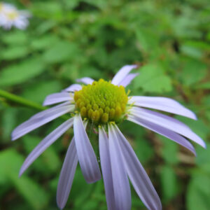 コヨメナの淡紫色の野菊を撮影した花写真