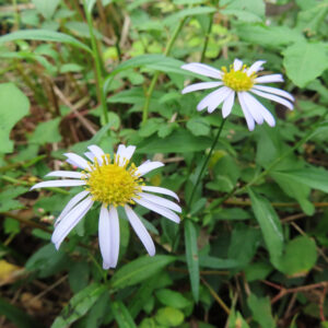 コヨメナの淡紫色の野菊を撮影した花写真