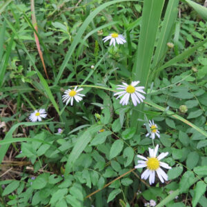 コヨメナの淡紫色の野菊を撮影した花写真