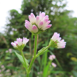 ミゾソバの花をマクロ撮影した写真。白から淡いピンクへと色づく小花が球状に集まり、産毛のある緑の茎の先で咲き、草地の背景が柔らかくぼけて写されている。