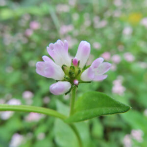 ミゾソバの花をマクロ撮影した写真。白から淡いピンクへと色づく小花が放射状に咲き、中心の花序と緑の葉・茎が、群生する草地を背景にやわらかくぼけて写されている。