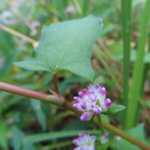 ミゾソバの花をマクロ撮影した写真。矢じり形の葉の付け根に、白から濃いピンクへと色づく小花が球状に集まり、細い赤みのある茎とともに草地の中で自然に咲いている様子。