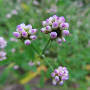 ミゾソバの花をマクロ撮影した写真。白から紫がかったピンクへと色づく小花が球状に集まり、細い緑の茎の先に三つの花序が伸び、背景の草地がやわらかくぼけて写されている。
