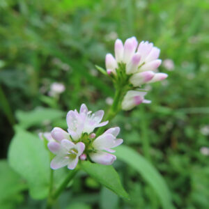ミゾソバ（溝蕎麦）の白と淡いピンク色の小花が二段に咲く様子をマクロ撮影した写真。下段の花は雄しべが見える開花状態、上段はつぼみを含む花序で、緑の葉と自然な背景ボケが湿地の環境を伝える構図。