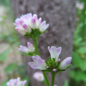 ミゾソバの花をマクロ撮影した写真。白から淡いピンクに色づく小花が開き、前後に高さの異なる二つの花序が立ち上がり、背景の樹皮と緑がやわらかくぼけて写されている。
