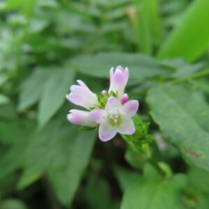 ミゾソバ（溝蕎麦）の小さな花をマクロで捉えた写真。白い花弁の先端が淡いピンクに色づき、中央の雄しべが見える一輪を主役に、周囲の緑の葉が柔らかくぼけた自然な構図。