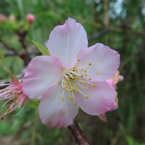 十月桜（ジュウガツザクラ）の一輪の花を正面から捉えたクローズアップ写真。淡いピンクから白へとグラデーションする花びらと、黄色い雄しべが際立ち、背景は自然の緑がやさしくぼけている。
