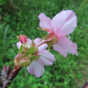 十月桜（ジュウガツザクラ）の淡いピンク色の花を横から捉えたクローズアップ写真。枝先に咲く花と赤みを帯びた蕾、若葉が見え、背景は緑の自然がやさしくぼけている。