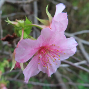 十月桜（ジュウガツザクラ）の一輪の花を斜め横からクローズアップで捉えた写真。淡いピンク色の花びらと濃い桃色の中心部、黄色い雄しべが際立ち、背景には枝と緑がやわらかくぼけている。