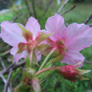 十月桜（ジュウガツザクラ）の花を裏側から捉えたクローズアップ写真。淡いピンク色の花びらの背面と赤みを帯びた萼、枝先の蕾が見え、背景は緑の自然がやさしくぼけている。