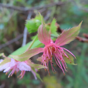 十月桜（ジュウガツザクラ）の花を裏側からクローズアップで撮影した写真。淡いピンク色の花びらの背面と赤みを帯びた萼、糸のように伸びる雄しべが印象的で、背景は緑の自然がやさしくぼけている。