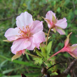 十月桜（ジュウガツザクラ）の花を正面から捉えたクローズアップ写真。淡いピンク色の花びらと中心の黄色い雄しべがはっきり見え、奥には別の花と若葉が自然の緑の中でやさしくぼけている。