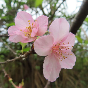 十月桜（ジュウガツザクラ）の淡いピンク色の花が枝先に2輪並んで咲く様子をクローズアップで撮影した写真。黄色い雄しべが中心に集まり、背景は木立と緑が柔らかくぼけている。