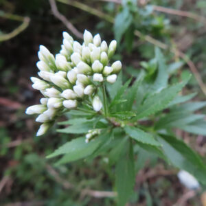 サワフジバカマの白い蕾を上から捉えた写真｜淡い緑色の葉の上に、白くふくらんだ花芽が房状に集まり、自然の中で静かに咲く直前の姿