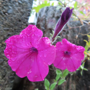雨粒に濡れたピンクのペチュニアの花とつぼみの写真