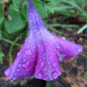 雨粒をまとった紫色のペチュニアの花の背面を写したクローズアップ写真